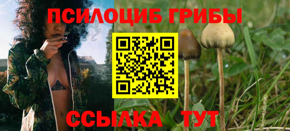 Гудермес  Галлюциногенные грибы Psilocybine cubensis  Вход с VPN  Псилоцибиновые грибы мухоморы 