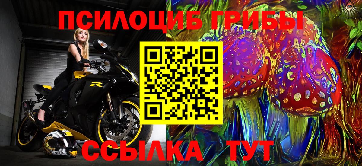 Галлюциногенные грибы Psilocybe Гудермес